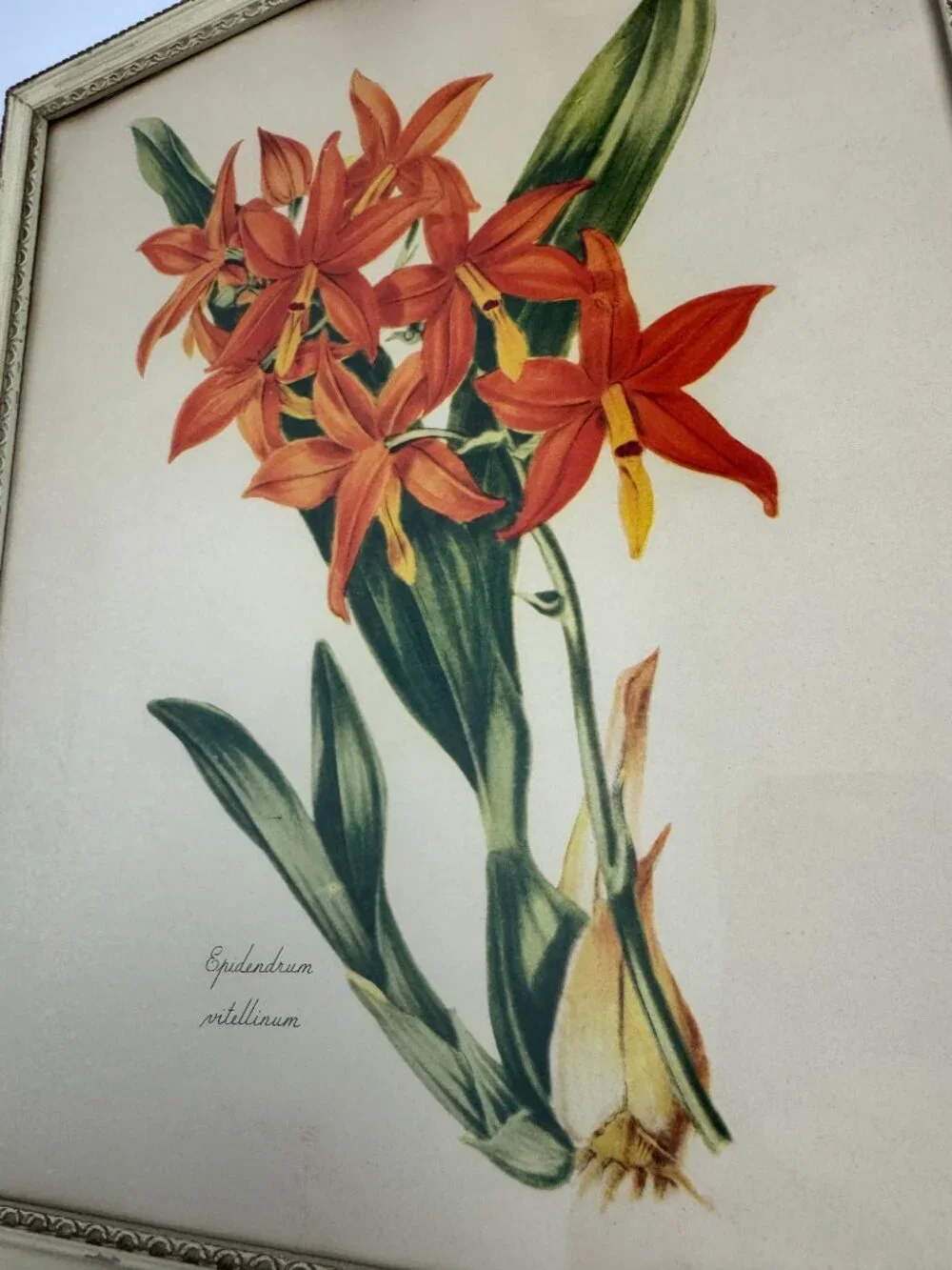 Vintage Miss S.A.Drake Epidendrum Vitellinum Flower Framed Botanical Watercolour